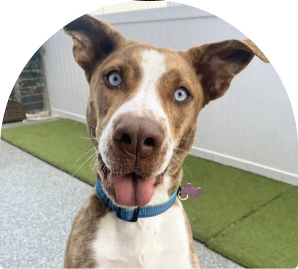 Dog daycare hero image