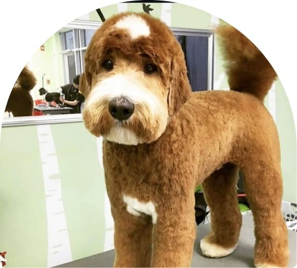 Dog grooming hero image