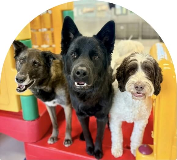 Group of friends of dog image