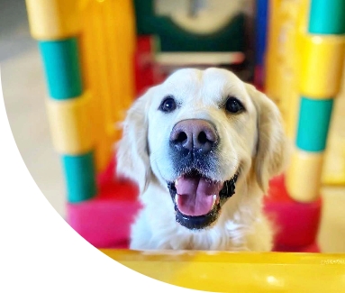 Muttley crue white dog hero sm image