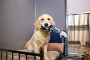 Dog boarding guide calgary 300x200