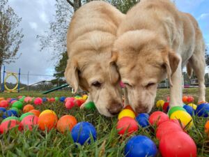Dog daycare guide calgary 300x225